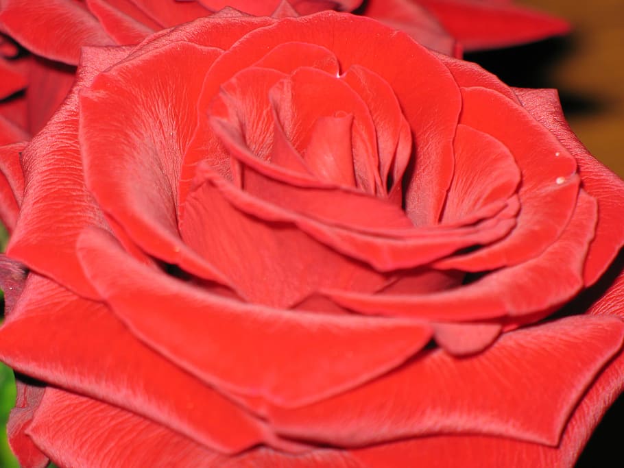 rosa, flor, rojo, seda, foto, primer plano, planta floreciendo, frescura, planta, inflorescencia