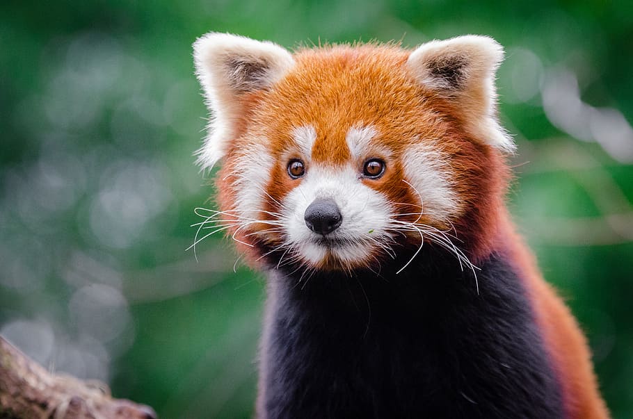 Red Panda, Portrait, one animal, animal themes, animal, mammal, animal wildlife, focus on foreground, animals in the wild, panda - animal