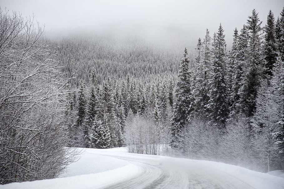 camino, rodeado, árboles, cubierto, nieve, árboles de hoja perenne, camino sinuoso, cubierto de nieve, árbol de hoja perenne, invierno