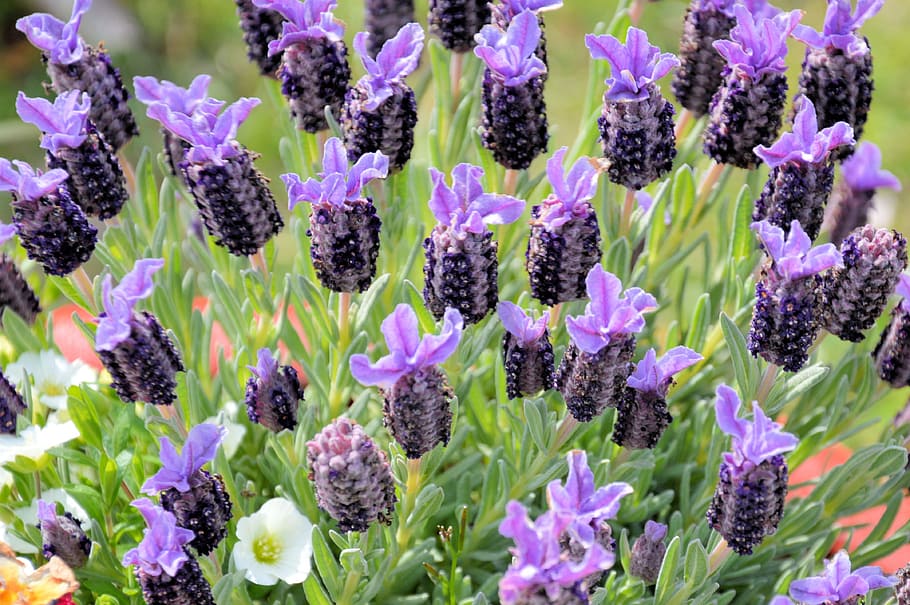花 ラベンダー 香り 5月 春 紫 植物 夏 ラベンダーの花 庭 Pxfuel