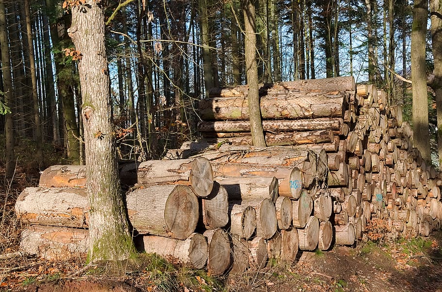 forest, holzstapel, tree trunks, timber, forestry, trees, stacked up, tree, plant, nature
