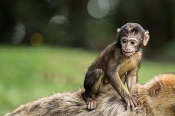 Royalty-free baby monkey photos free download