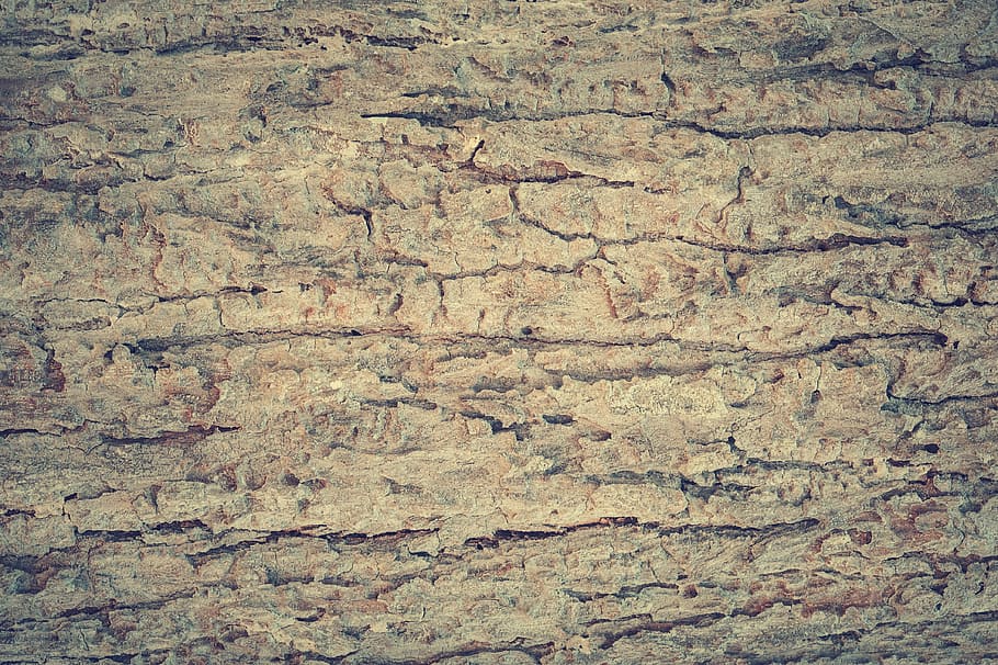 wallpaper kayu krem, abstrak, antik, latar belakang, kulit kayu, papan, coklat, pertukangan, closeup, dekorasi