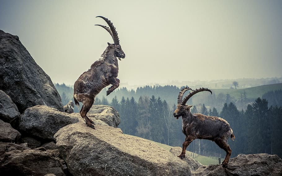 two brown goats, capricorn, rock, animal, mountains, alpine ibex, alpine, horns, fight, mammal