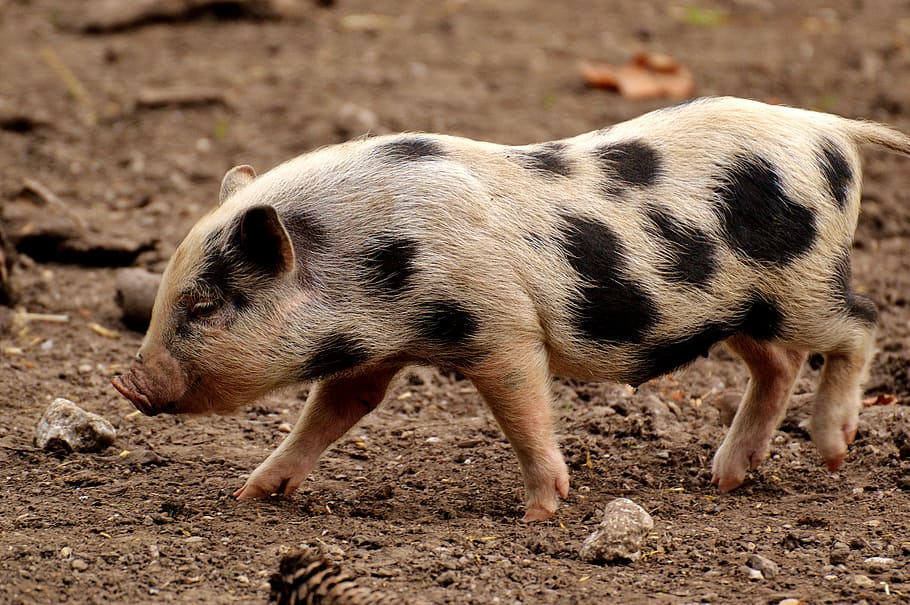 wild, boar piglet, piglet, small pigs, mini, cute, sweet, funny, play, animal themes