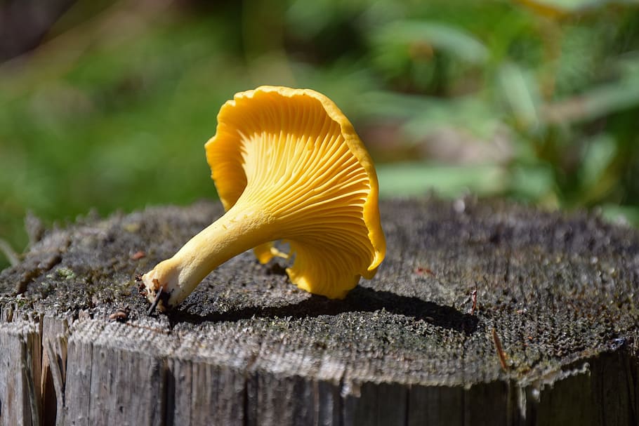 chanterelle, autumn, mushroom, forest, golden, the forest gold, late summer, fungus, yellow, vegetable