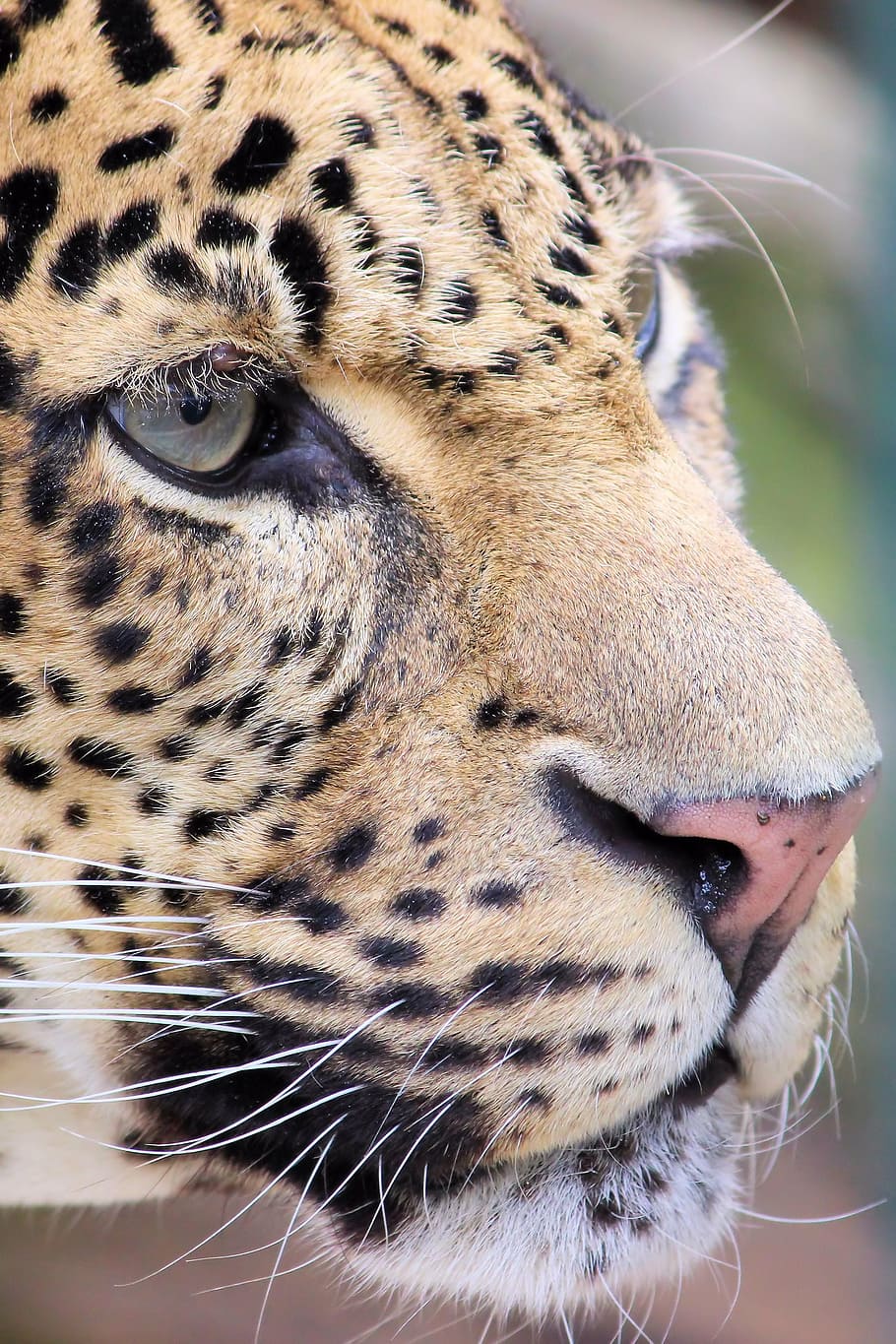 brown cheetah photo, leopard, predator, zoo, berlin, hunter, animal, wildlife, undomesticated Cat, carnivore
