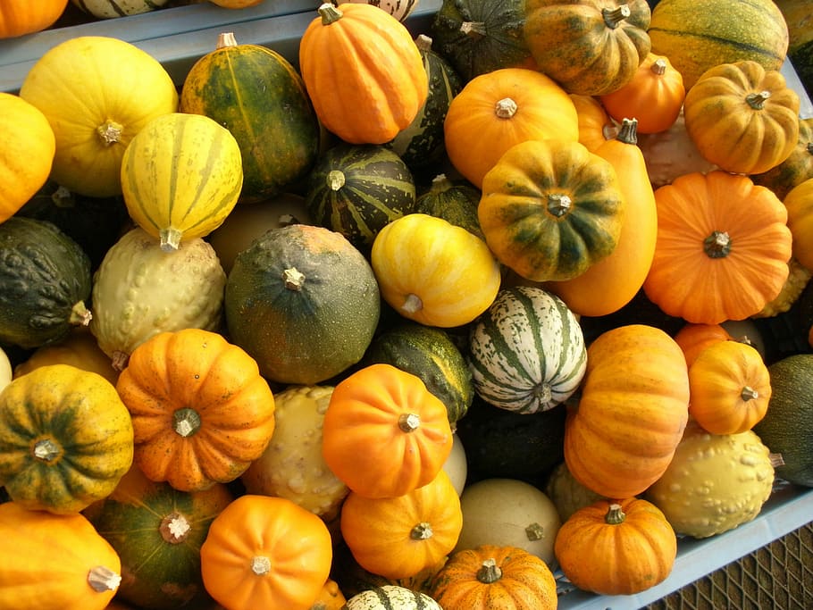 カボチャ ハロウィーン 野菜 ミックス 収穫 秋 スカッシュ 野菜 オレンジ色 食べ物や飲み物 食べ物 Pxfuel