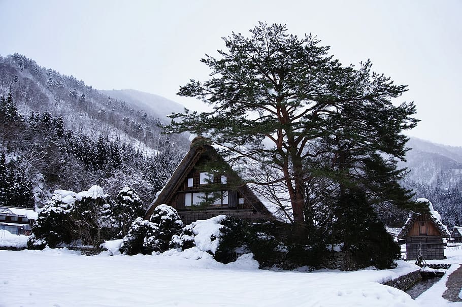 gassho village, snow, japan, winter, mountain, house, cold temperature, tree, architecture, plant