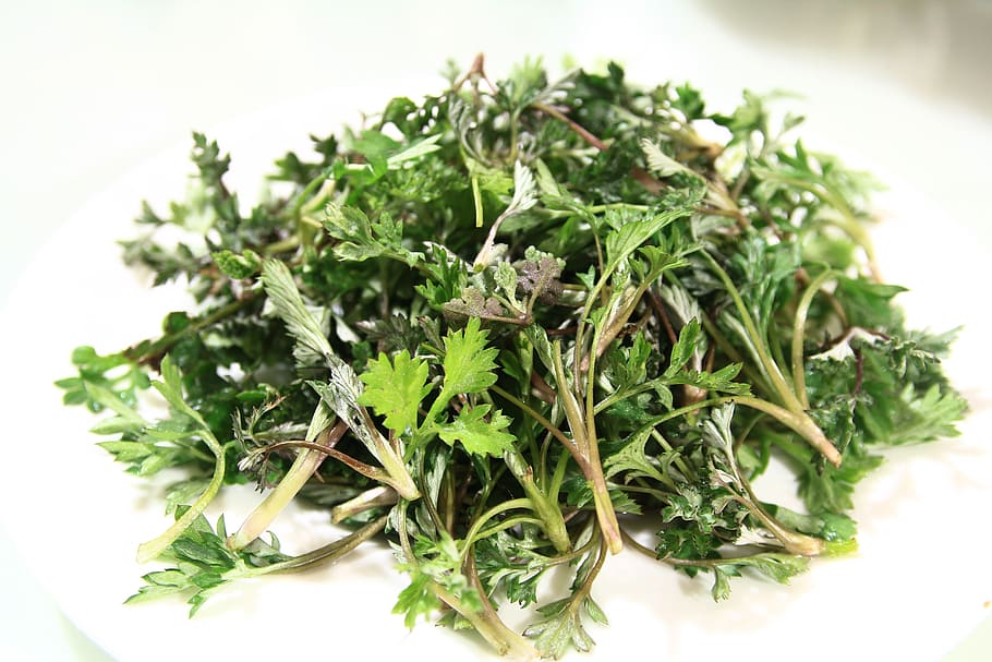 green, parsley, white, plate, wormwood, spring, medicinal herbs, food and drink, food, healthy eating