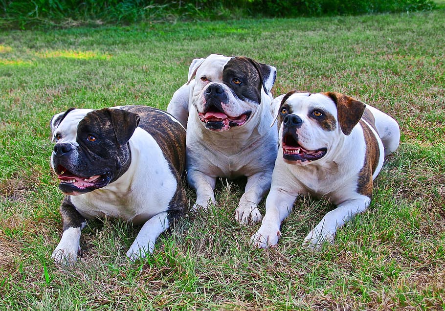 tiga, bulldog, tanah, bulldog Amerika, 3 anjing, anjing berbaring, anjing berpose, bulldog jantan, bulldog betina, anjing
