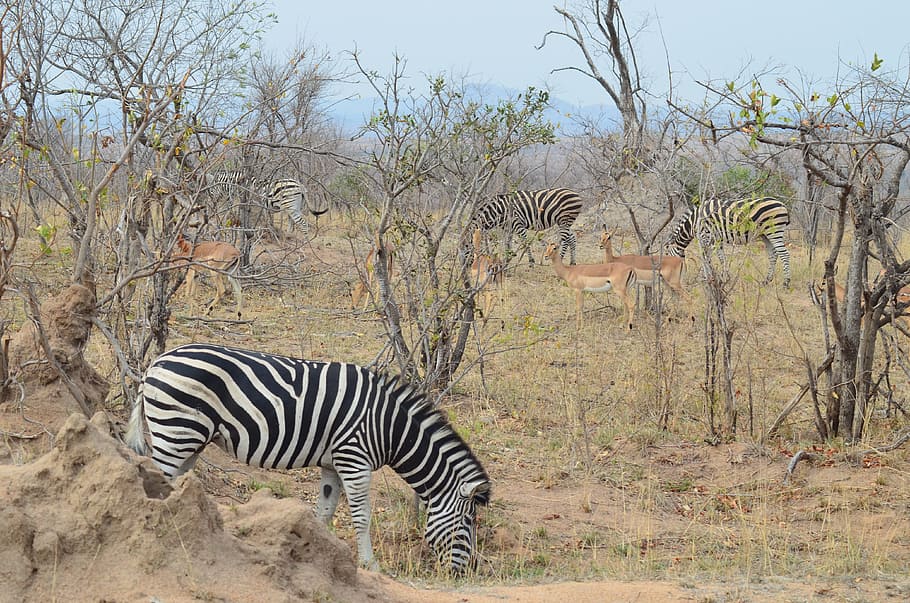 zebra, afrika, safari, taman nasional, hewan liar, garis-garis, hewan, hitam dan putih, garis-garis zebra, zebra crossing