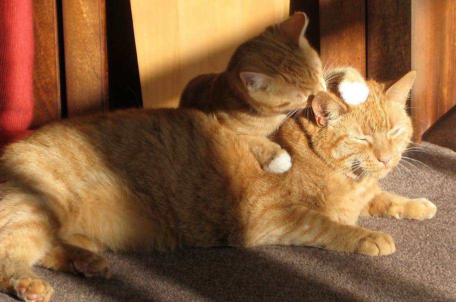 laranja, malhado, gatinho, andar, dois gatos ruivos, lambendo, amando, irmãos, dentro de casa, luz do sol