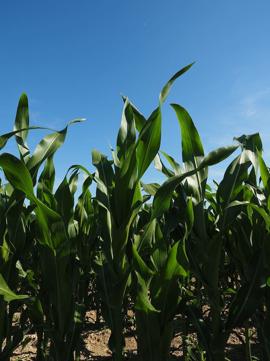 corn, cornfield, corn leaves, green, field, agriculture, fodder maize, cereals, food, pet food