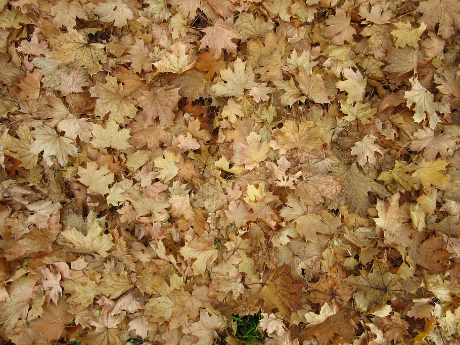 Maple Leaves, Ground, leaves, autumn, discolored, yellow, brown, fall foliage, nature, leaf