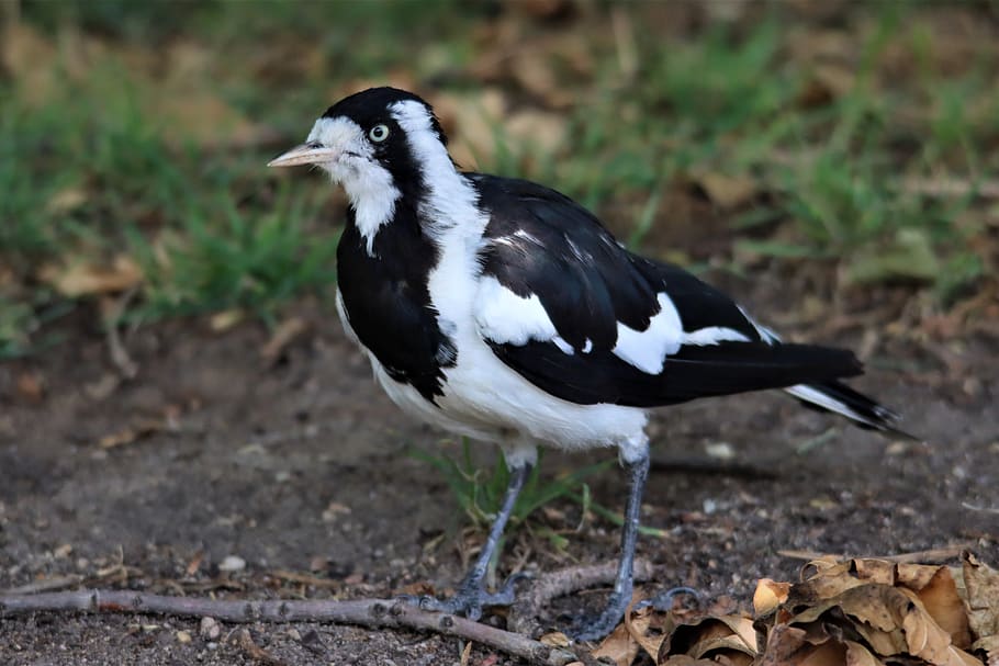 black and white, magpie lark, eye, native, australian, adelaide, australia, bird, watching, avian