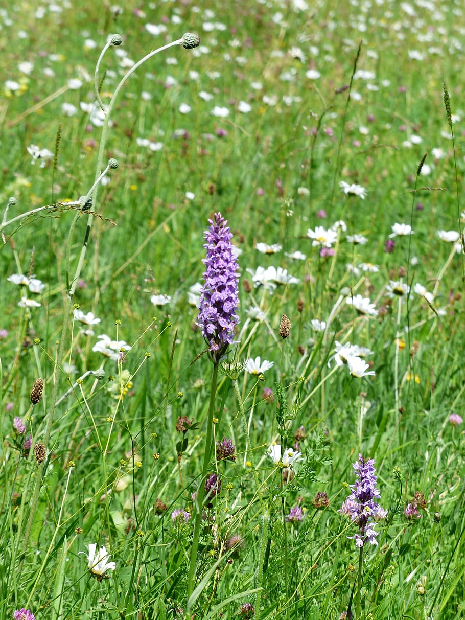 Heath Spotted Orchid, Orchid, Flower, orchid, flower, blossom, bloom, purple, spotted, dactylorhiza maculata, patch fingerwurz