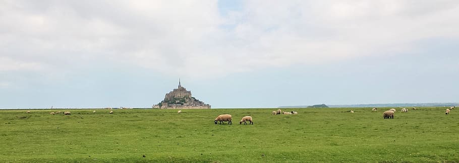 Meadows, Sheep, Normandy, Field, Handle, salt meadows, salt marsh, nature, brittany, mont saint-michel