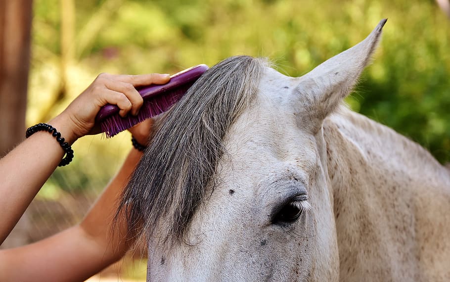 person, combing, hair, horse, mold, pony, brushes, mane, wildlife photography, livestock