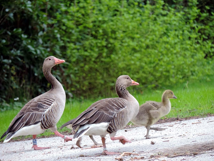 Grey Geese, Family, Birds, Animal, geese, nature, wildlife photography, young, animal world, young animal