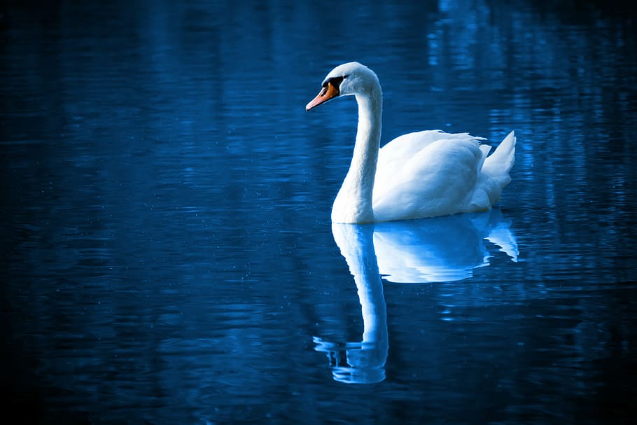 branco, cisne, refletindo, corpo, agua, belo, pássaro, azul, calma, cor