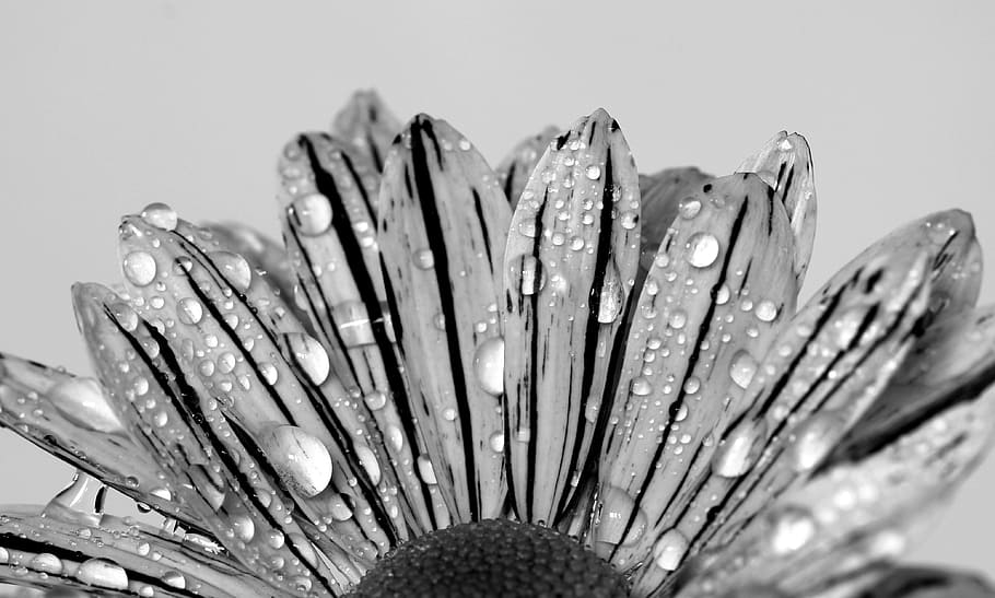 flower, black white, drip, black and white, nature, black and white recording, white, blossom, bloom, flowers photography