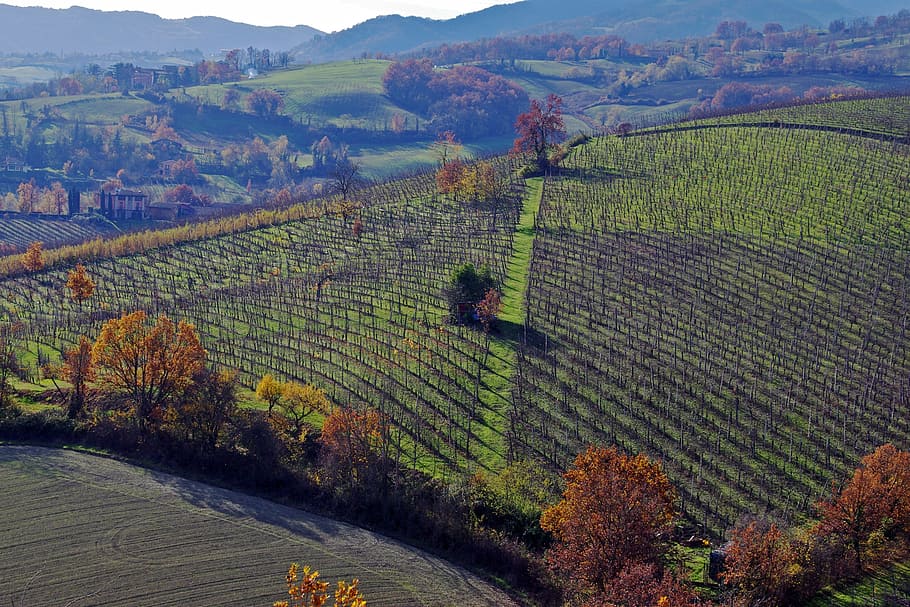 Langhirano, Parma, Emilia Romagna, Italia, kebun anggur, bukit langhirano, bukit parma, kampanye, musim gugur, pertanian