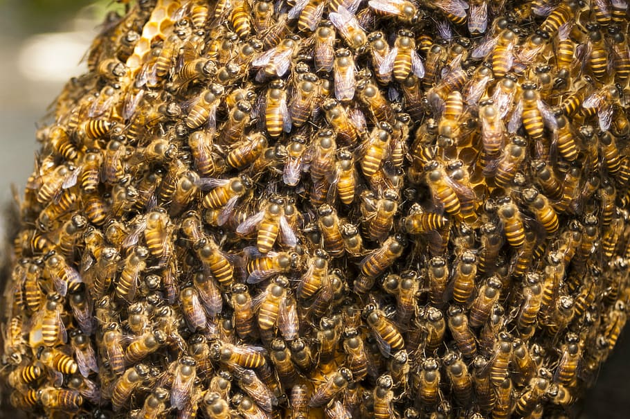 madu, sarang lebah, lebah, serangga, berkerumun, peternakan lebah, alam, invertebrata, hewan, kelompok hewan