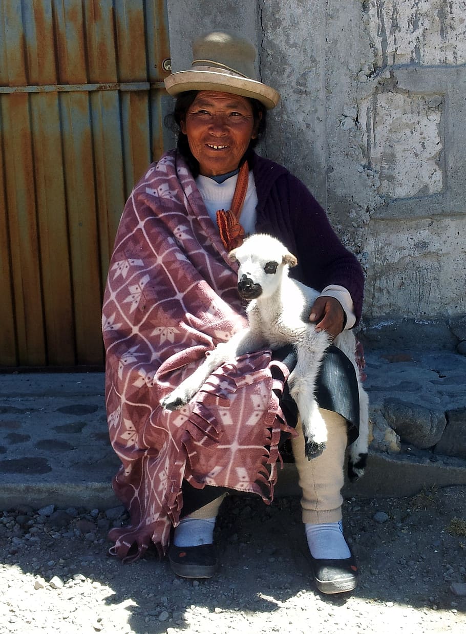 woman holding sheep, peruvian, woman, peru, andes, lamb, sit, old, one person, real people