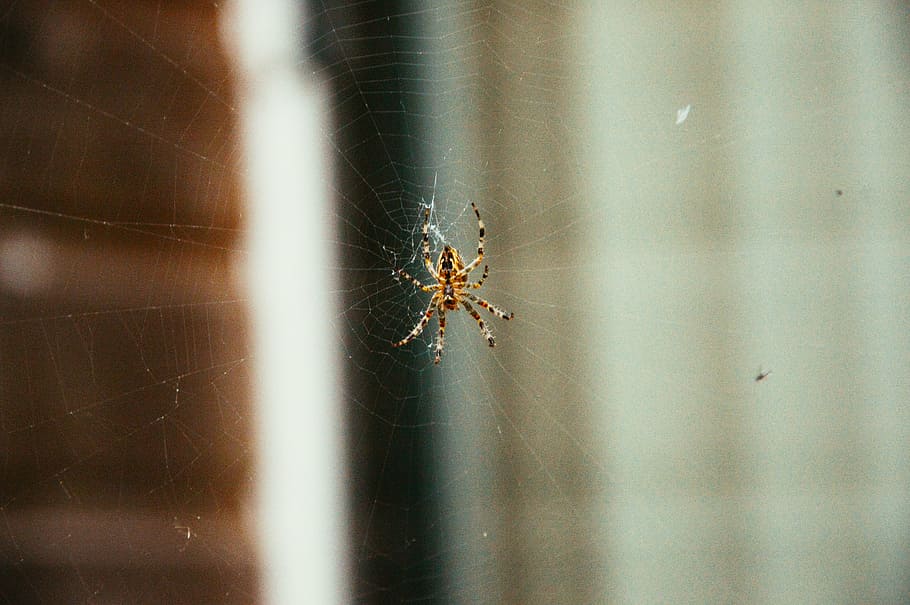 selective, focus, brown, spider, web, barn, photography, insects, animals, one animal