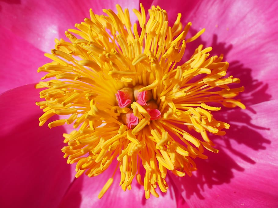peony, blossom, bloom, stamen, pink, flower, petals, colorful, color, paeonia