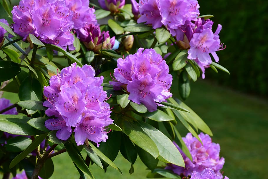 purple flowers, rhododendron, blossom, bloom, spring, nature, bush, garden, plant, flowering shrub