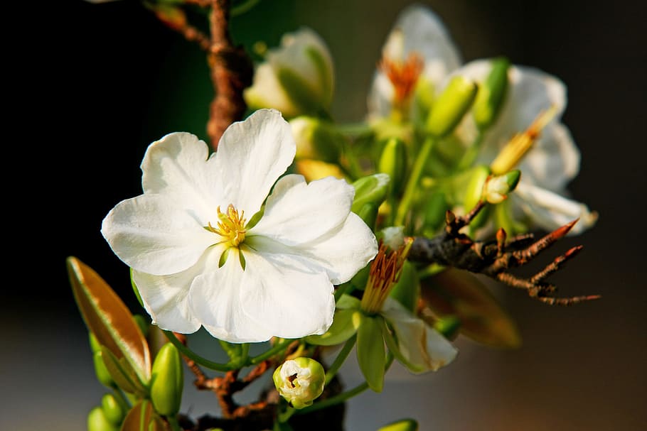 白, 桜, 花, ヒョウ, 旧正月, ベトナムのテト, ベトナム, 春, 庭, 美しさ