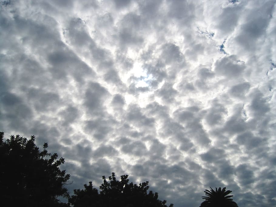 cloud, honeycomb formation, white, light, tree tops, dense, segmented, cloud - sky, sky, tree