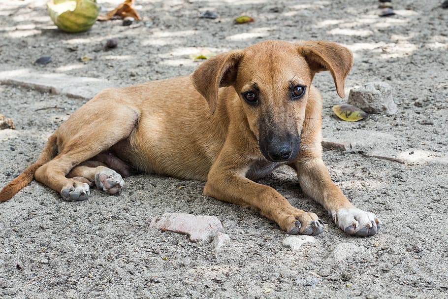 short-coated, brown, puppy, lying, ground close-up photo, dog, homeless, sad, stray dog, canine