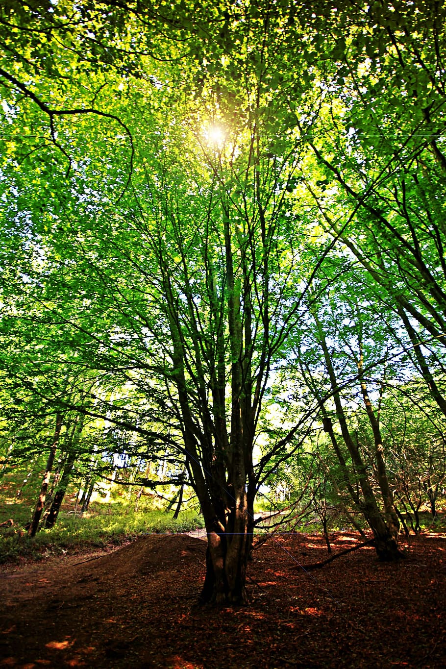 Beech, Backlight, Nature, Leaves, Trees, green, branches, ray of sunshine, mountain, chiaroscuro