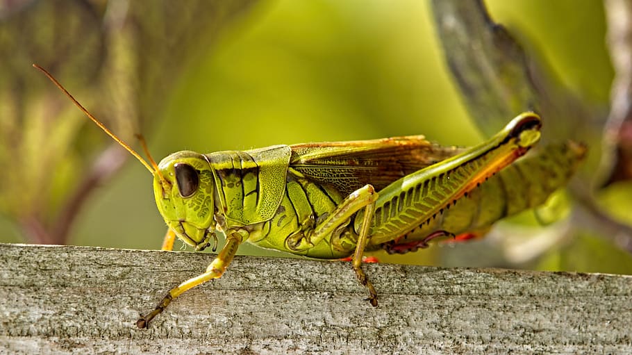grasshopper, cricket, insect, animal themes, animal, animals in the wild, one animal, animal wildlife, invertebrate, close-up