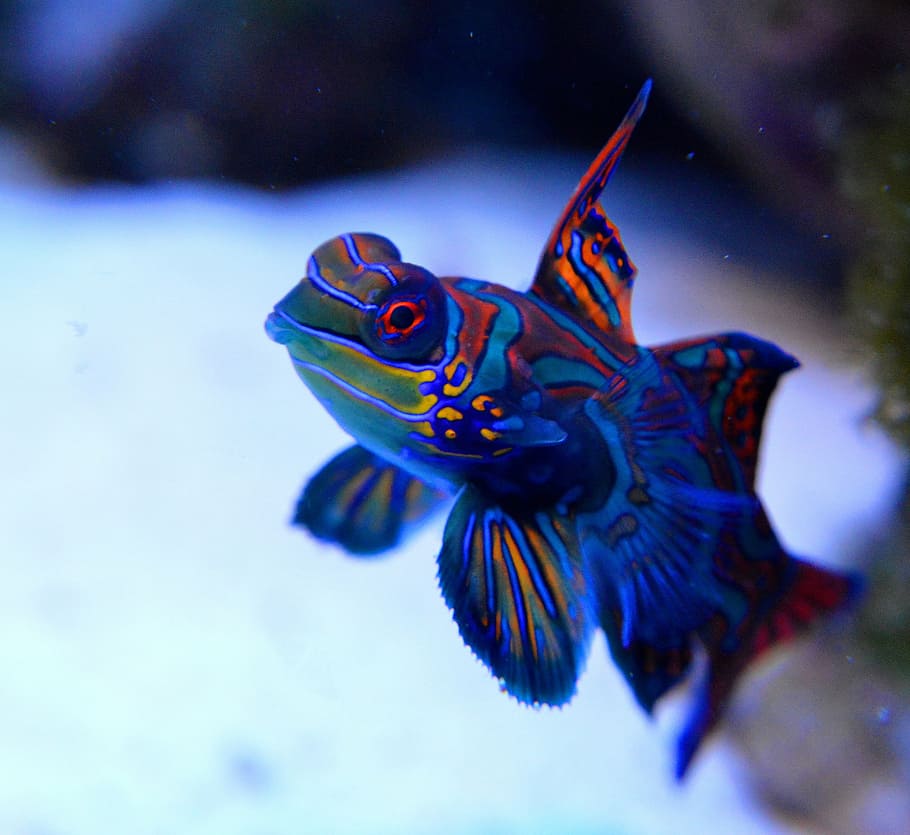 blue, red, aquarium fish photography, mandarin, reef, fish, saltwater aquarium, cay, animal, under-water