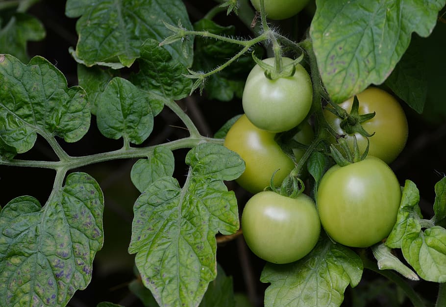 tomates, tomates silvestres, inmaduros, tomates verdes fritos, jardín, cultivo de vegetales, nachtschattengewächs, huerto, arbusto de tomate, comida y bebida
