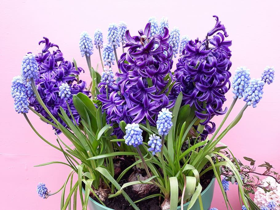 flower, plant, floral, bouquet, hyacinth, nature, flowers, season, petal, easter
