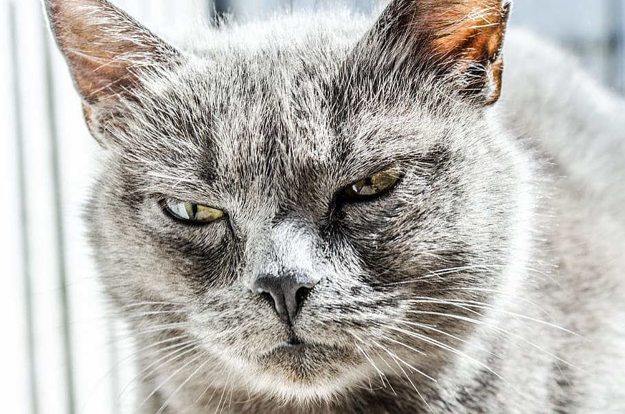 silver tabby cat, cat, angry, unhappy, wild, black, gray, pet, furious, animal themes