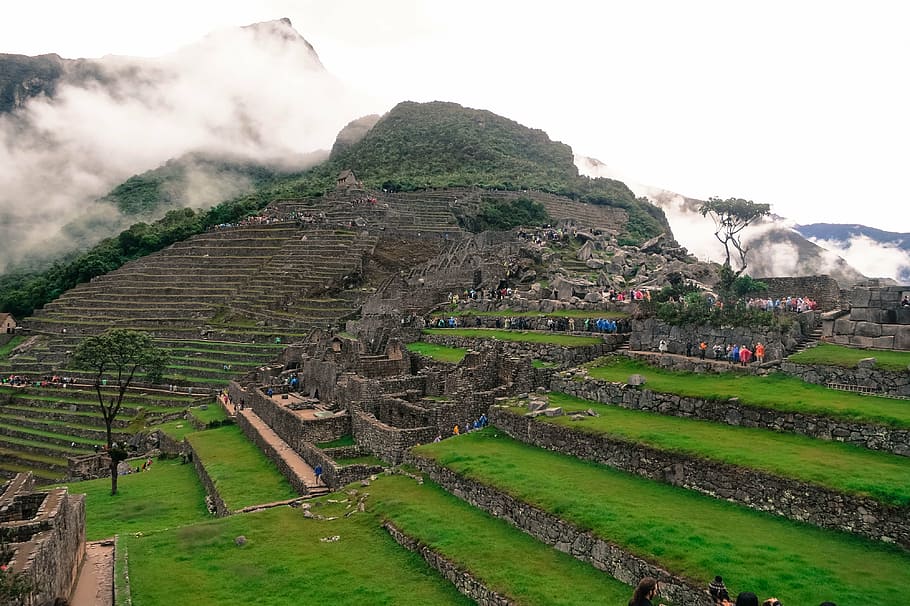 people, rice terraces, daytime, rice, tereses, Machu Picchu, Peru, landscape, green, grass
