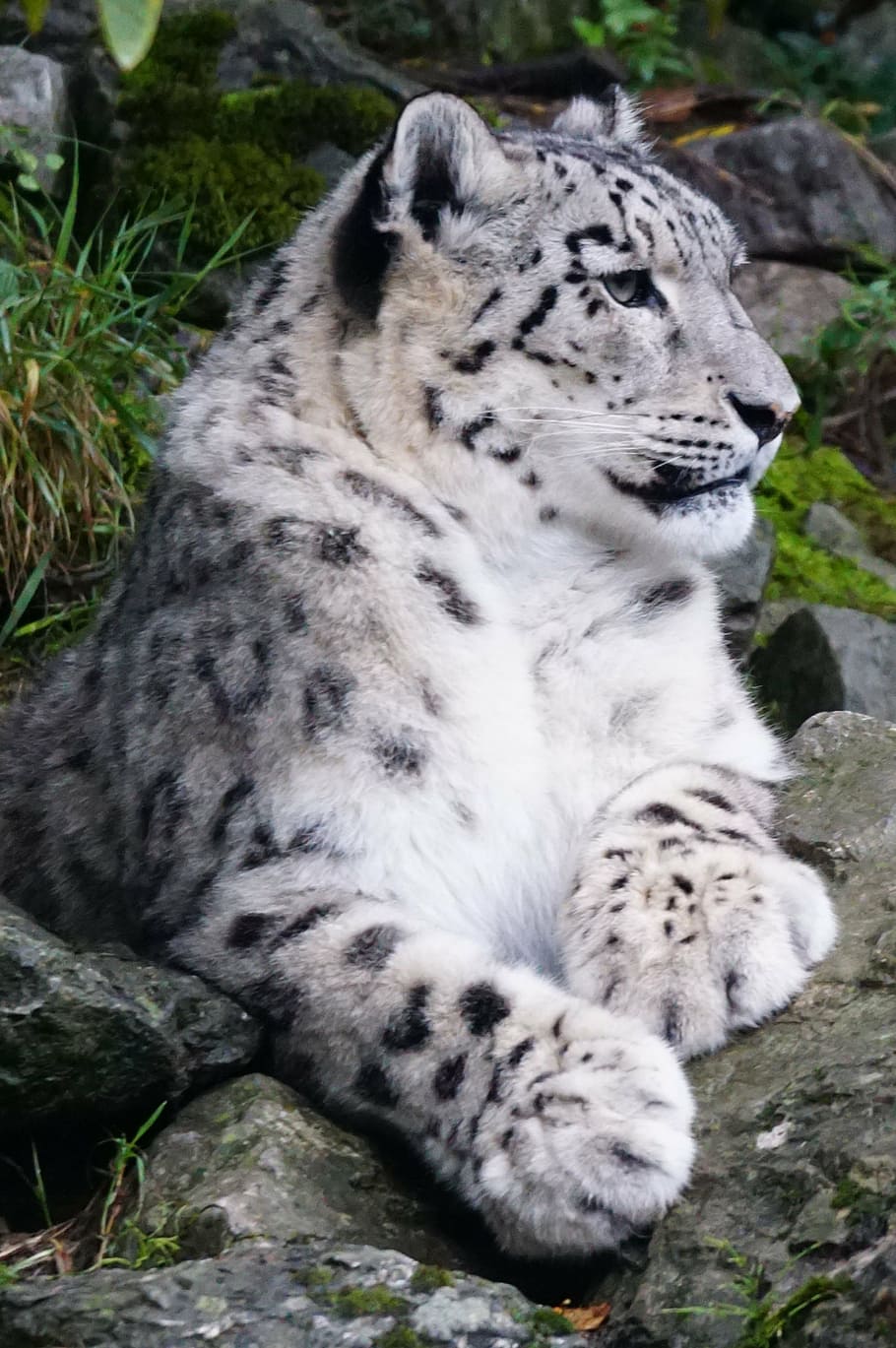 snow leopard, laying, gray, boulder, dormant, predator, animal, wildlife, carnivore, nature