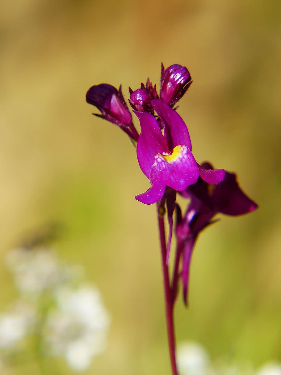 道端のヒキガエル 紫の色のホソバウンラン ライナス 花の草原 紫 花 閉じる 植物 野生の花 開花植物 Pxfuel