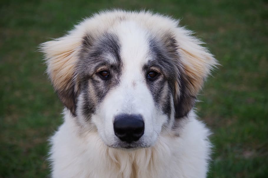 cachorro de san bernardo blanco parduzco, perro, el ibérico, montaña, blanco, una pared, grande, raza, mascotas, un animal