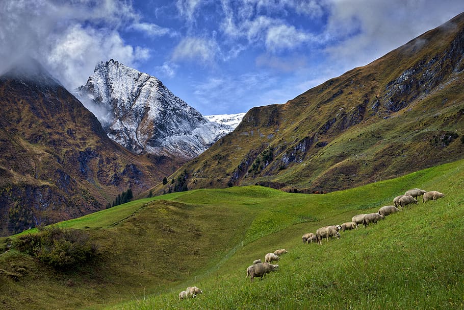 mountains, sheep, nature, landscape, animal, sky, grass, clouds, graze, agriculture