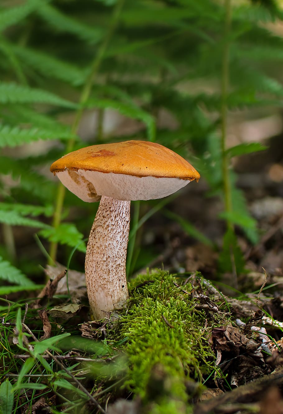 birkenroehrling, rac, mushroom, birch mushroom, autumn mushroom, fungal species, edible, forest mushroom, fungus, vegetable