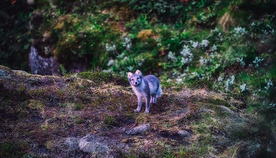 灰色, オオカミのパルプ, 立っている, 岩, アイスランド, ホッキョクギツネ, 動物, 野生動物, かわいい, 風景