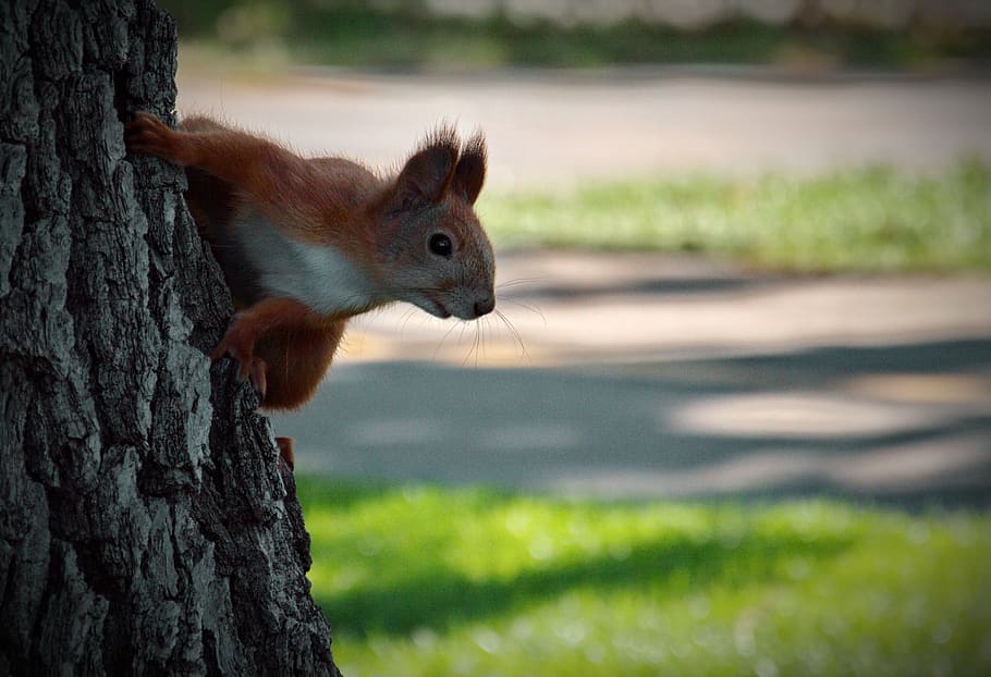 Forest tail