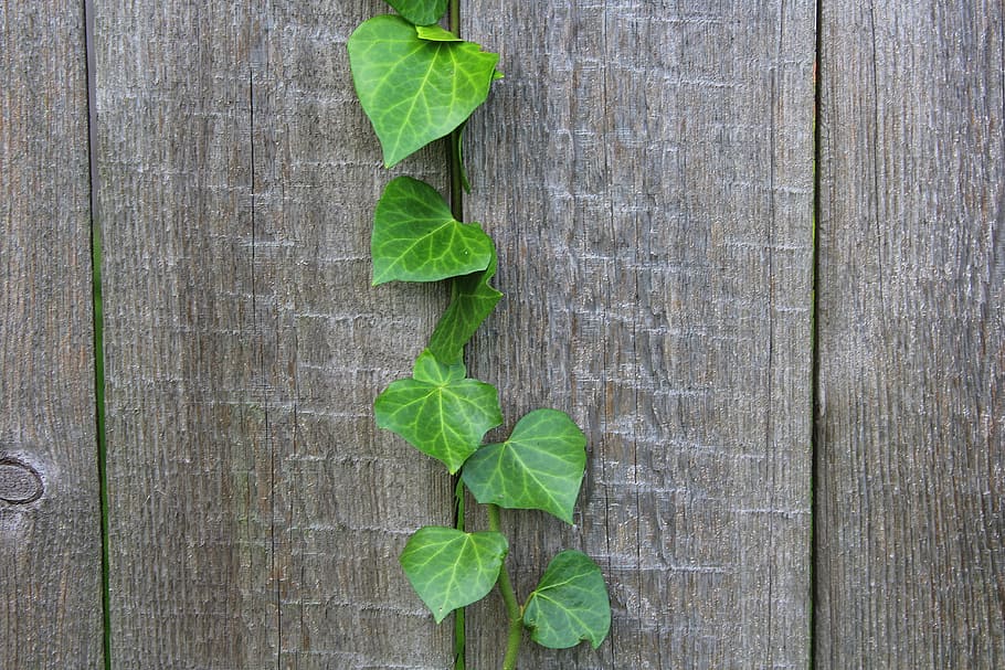 ivy, creeper, plant, foliage, nature, decoration, green, bindweed, the background, leaf
